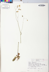 Hieracium venosum image