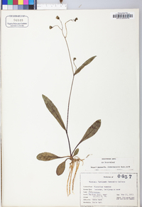 Hieracium venosum image