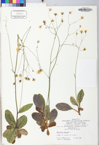 Hieracium venosum image