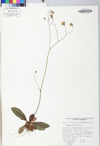 Hieracium venosum image