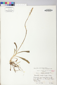 Spiranthes lucida image