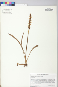 Spiranthes ochroleuca image