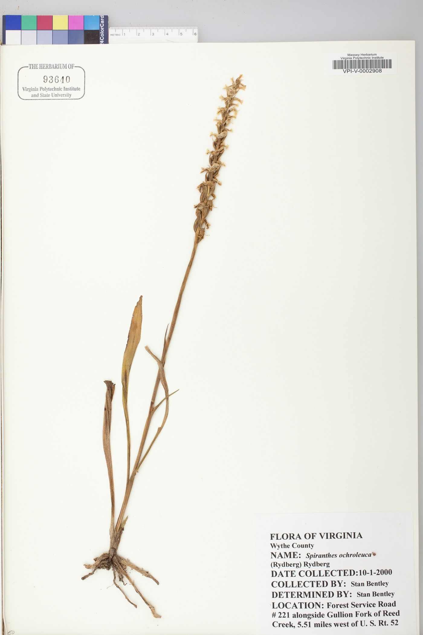 Spiranthes ochroleuca image