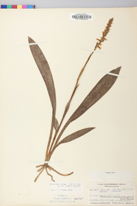 Spiranthes odorata image