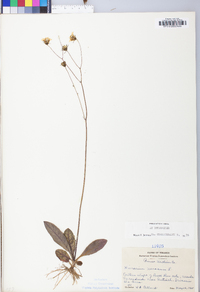Hieracium venosum image