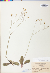 Hieracium venosum image