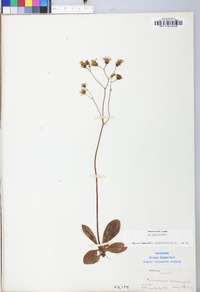 Hieracium venosum image