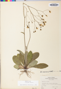 Hieracium venosum image