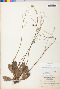 Hieracium venosum image