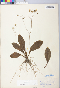 Hieracium venosum image