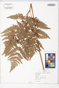 Pteridium aquilinum var. latiusculum image