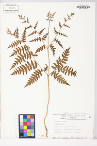 Pteridium aquilinum var. latiusculum image