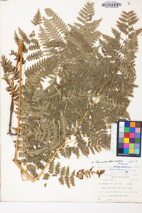 Pteridium aquilinum var. latiusculum image