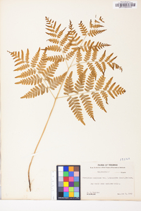 Pteridium aquilinum var. latiusculum image