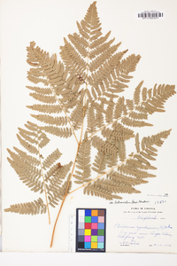 Pteridium aquilinum var. latiusculum image