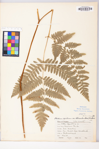 Pteridium aquilinum var. latiusculum image