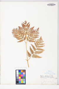 Pteridium aquilinum var. latiusculum image