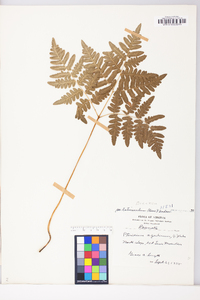 Pteridium aquilinum var. latiusculum image