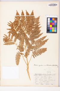 Pteridium aquilinum var. latiusculum image