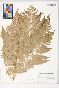 Pteridium aquilinum var. latiusculum image