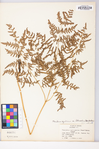 Pteridium aquilinum var. latiusculum image