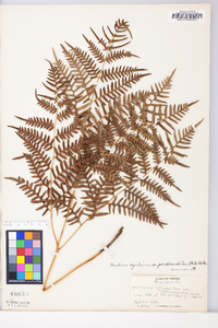 Pteridium aquilinum subsp. pseudocaudatum image