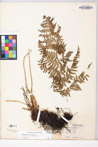 Athyrium filix-femina subsp. angustum image