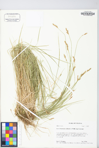 Carex bromoides subsp. bromoides image