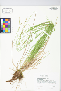 Carex bromoides subsp. bromoides image