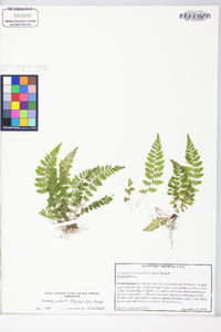 Athyrium filix-femina subsp. angustum image