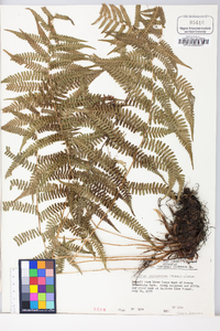 Athyrium filix-femina subsp. angustum image