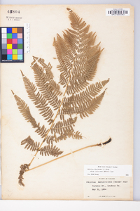 Athyrium filix-femina subsp. angustum image