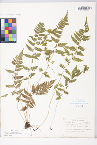 Athyrium filix-femina subsp. angustum image