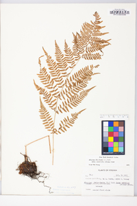 Athyrium filix-femina subsp. angustum image