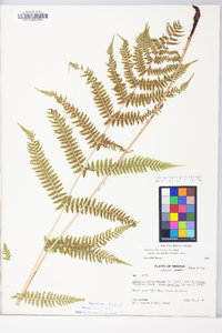 Athyrium filix-femina subsp. angustum image