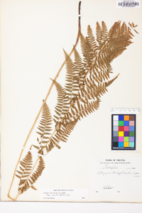 Athyrium filix-femina subsp. angustum image