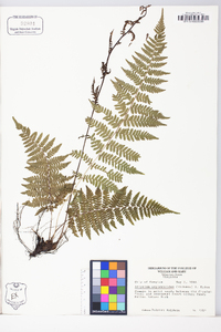 Athyrium filix-femina subsp. asplenioides image