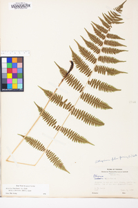 Athyrium filix-femina subsp. asplenioides image