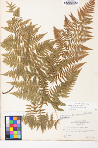 Athyrium filix-femina subsp. asplenioides image