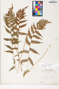 Athyrium filix-femina subsp. asplenioides image