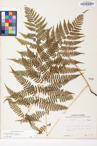 Athyrium filix-femina subsp. asplenioides image