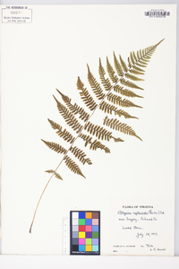 Athyrium filix-femina subsp. asplenioides image