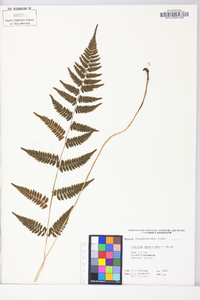 Athyrium filix-femina subsp. asplenioides image