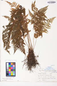 Athyrium filix-femina subsp. asplenioides image