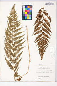 Athyrium filix-femina subsp. asplenioides image