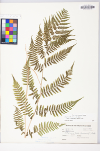 Athyrium filix-femina subsp. asplenioides image