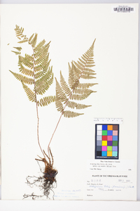Athyrium filix-femina subsp. asplenioides image