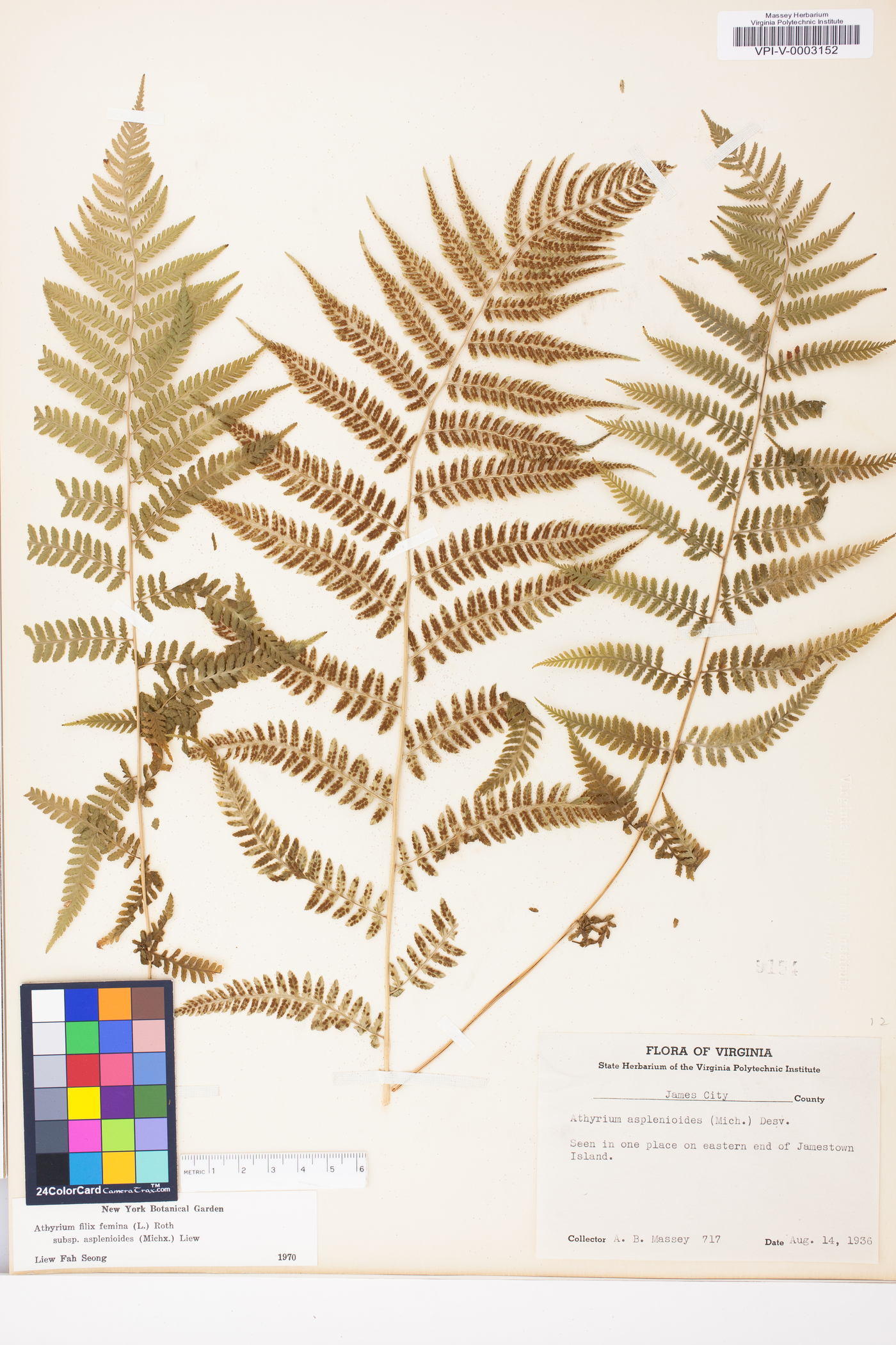 Athyrium filix-femina subsp. asplenioides image