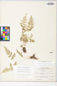 Cystopteris × tennesseensis image