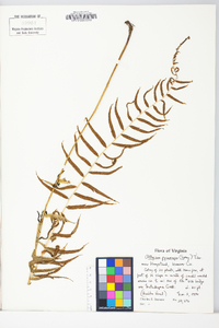 Homalosorus pycnocarpos image